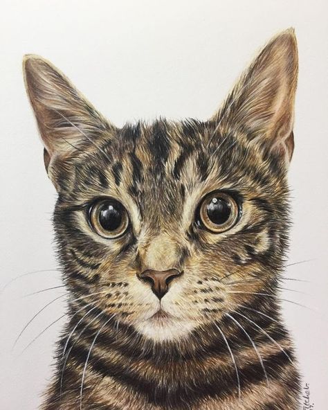 Tabby cat. Pet Portraits Cats and Dogs Drawings. By Zoe Fitchet. Tabby Cat Sketch, Realistic Cat Painting, Striped Cat Drawing, Nicky Litchfield, Tabby Cat Watercolor, Tabby Cat Illustration, Tabby Cat Pictures, Cat And Dog Drawing, Cat Groomer