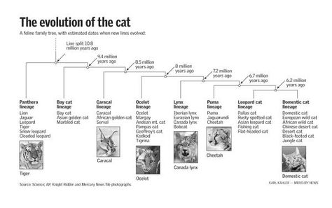 BarleysList: The Evolution of Cats: From Tiger to Housecat Cat Evolution, Rusty Spotted Cat, Dinosaurs Extinction, Iberian Lynx, Largest Domestic Cat, Canada Lynx, Lineage 2, Eurasian Lynx, Asian Cat