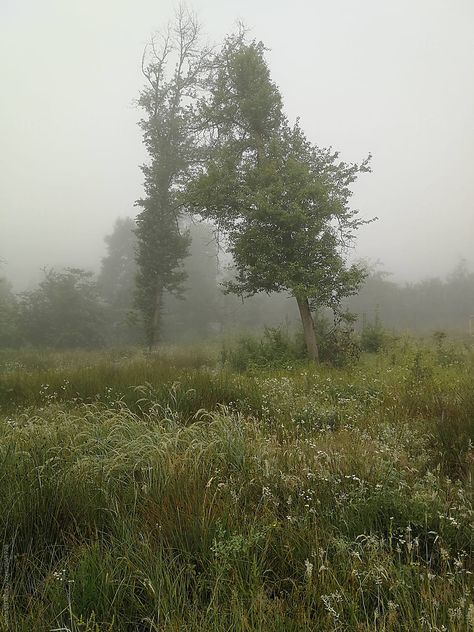 Morning forest and fields after the rain Rain Field Aesthetic, Foggy Grass Field, After Life Aesthetic, Forest After Rain, Forest Morning, Morning Forest, Fields Aesthetic Dark, Forest Field, After The Rain