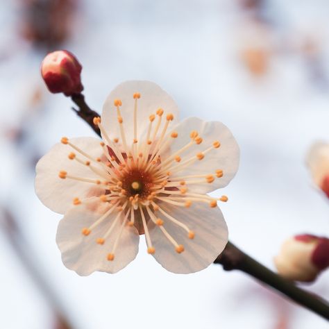 japanese apricot Apricot Tree Flowers, Japanese Apricot, Apricot Tree, Apricot Blossom, Japanese Tree, Spring Blossoms, Spring Blossom, Cherry Blossoms, Flower Power