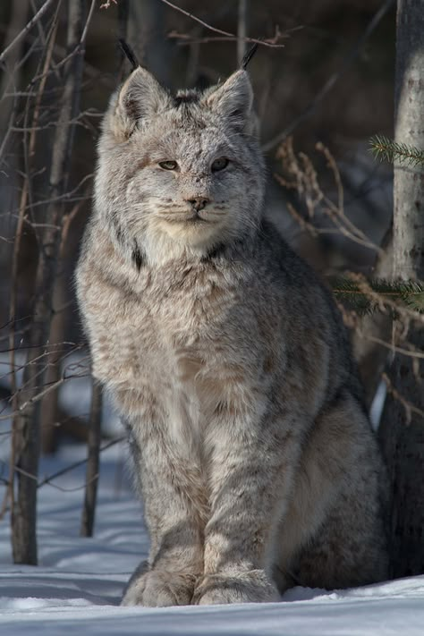 Canadian Lynx Cat, Canadian Cat, Lynx Kitten, Lynx Cat, Lynx Lynx, Canada Lynx, Eurasian Lynx, Scary Cat, Cat Artwork