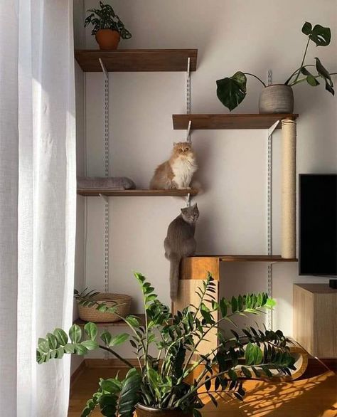 Tiny Home Cat Ideas, Cute Cat Corner Ideas, Cat Friendly Living Room Ideas, Cat Friendly Studio Apartment, Renter Friendly Cat Wall, Apartment Catification, Apartment Cat Ideas Small Spaces, Cat Set Up In Apartment, Cat Home Ideas Indoor