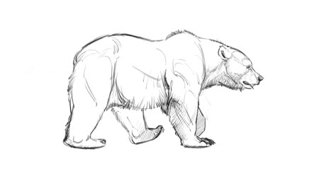 Bear walk cycle locomotion example from “How to Draw Bears" course. Animal Tips, Drawing Features, Aaron Blaise, Bear Walking, Pencil Drawing Ideas, Bear Drawings, Walk Cycle, Pencil Drawings Of Animals, Bear Drawing