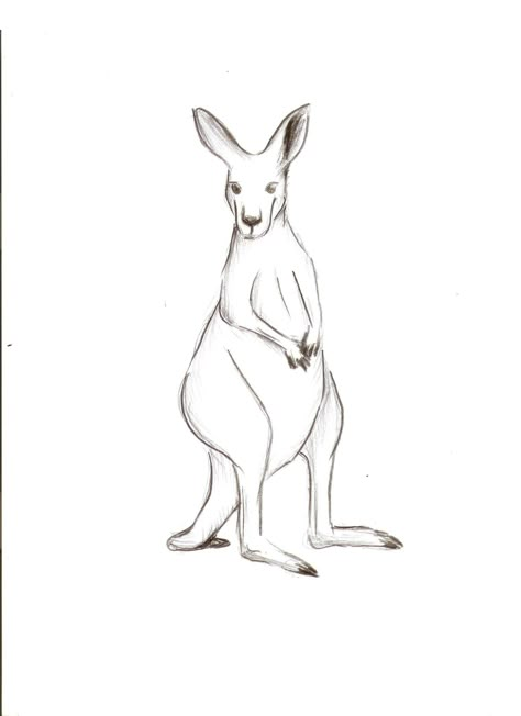 Kangaroo Anatomy Drawing, Kangaroo Cartoon Drawing, How To Draw A Kangaroo, Kangaroo Tattoo Design, Kangaroo Drawing Cute, Kangaroo Drawing Easy, Kangaroo Sketch, Our World Art Gcse, Clothing Label Ideas