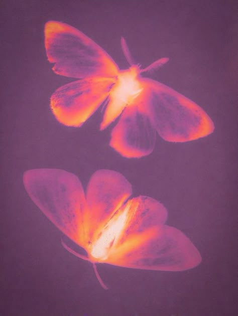 Lumen Prints, Aura Colors, Spotify Covers, Playlist Covers, Home Screen, Pink And Orange, Aura, Photo Wall, Butterflies