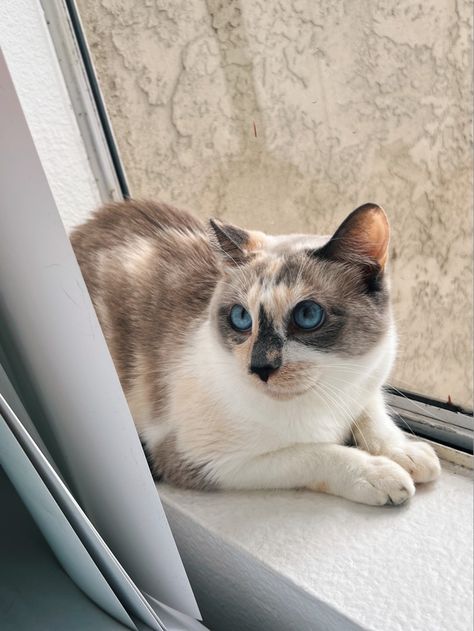 snowshoe siamese calico rescue cat. my beautiful tallulah i just adopted Snowshoe Siamese, Tortie Cats, Snowshoe Cat, Bombay Cat, Pet Finder, Egyptian Mau, Birman Cat, Cat Language, Rare Cats