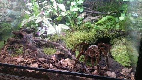 Theraphosa stirmi Terrarium Pet Tarantula Enclosure, Tarantula Terrarium Ideas, Tarantula Enclosure Ideas Terrestrial, Craig Aesthetic, Tarantula Terrarium, Spider Habitat, Spider Terrarium, Tarantula Habitat, Tarantula Enclosure