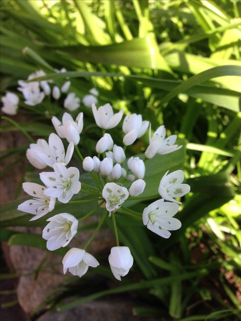 Finally identified as ornamental or Bride's garlic  (Allium neapolitanum). Sept 2016  Blooms in spring. Remove the dead foliage once it has completely separated from the bulbs. Fertilise every Spring when the foliage begins to emerge again. Divide and replant them early Fall after they become overcrowded (and flowering diminishes) after 8-10 years. (Digdropdone.com) Allium Neapolitanum, Verbascum Olympicum, Verbascum Phoeniceum, Verbascum Bombyciferum, Epipremnum Amplissimum Silver, Pulsatilla Vulgaris, Replant, Early Fall, The Dead