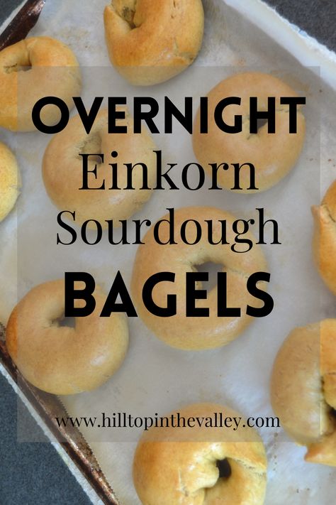 Einkorn Sourdough, Ancient Grains Recipes, Overnight Sourdough, Bagel Recipe Easy, Einkorn Recipes, Sourdough Bagels, Einkorn Flour, Healthy Bread Recipes, Wheat Recipes