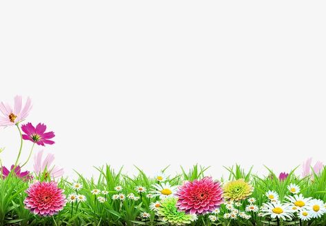 Grass Images, Grass With Flowers, Flowers Background, Nature Photography Trees, Grass Background, Flower Background Images, Blurred Background Photography, Photoshop Backgrounds Free, Blue Background Images