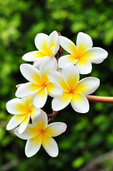 White plumeria Photograph by Mypokcik Plumeria Flowers, Photo Design, Beautiful Flower, Design Photography, Good Morning, Flowers, Photography, White, Clothes