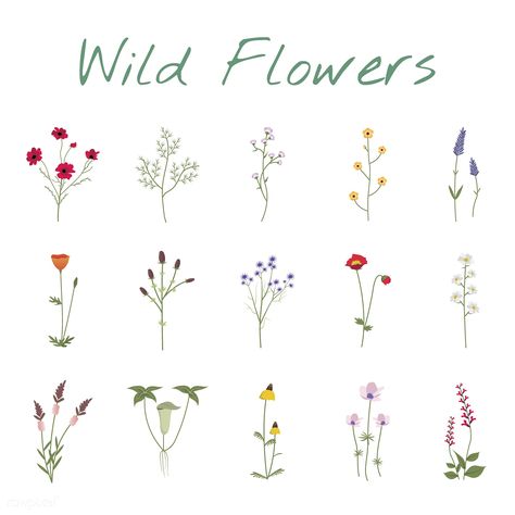 Set Collection of Wild Flowers Vector Illustration | Free Image by rawpixel.com Wildflower Tattoo, Flower Drawing Design, Flower Icons, Pola Sulam, Trendy Flowers, Flower Doodles, Watercolor Flower, Flower Mandala, Flower Illustration