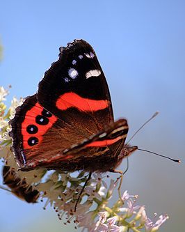 Red Admiral Butterfly Drawing, Red Admiral Butterfly Tattoo, River Goddess, Special Tattoo, Red Admiral Butterfly, Beautiful New Zealand, Admiral Butterfly, Pagan Traditions, Vibe Board