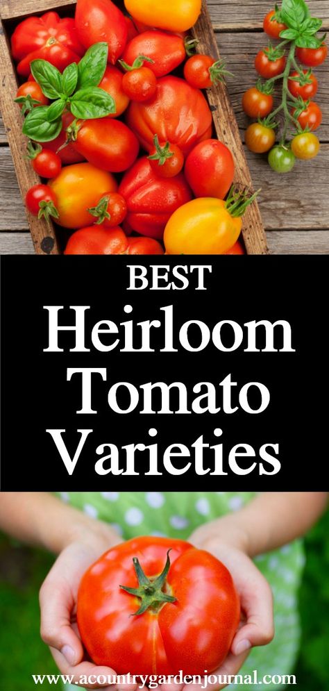 Growing Heirloom Tomatoes, Heirloom Tomatoes Varieties, Homestead Gardening, Tomato Varieties, Determinate Tomatoes, Growing Fruit Trees, Sustainable Gardening, Gardening Vegetables, Fancy Restaurants