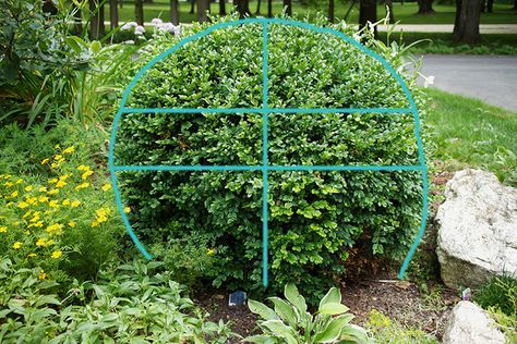 How To Trim Bushes, Boxwood Landscaping, Box Wood Shrub, Boxwood Garden, Topiary Garden, Formal Gardens, Garden Tips, Front Yard Landscaping Design, Garden Structures