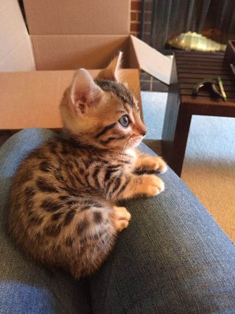 Cuteness Overload Söt Katt, Luxury Cat, Image Chat, Kittens And Puppies, Bengal Cat, Cute Cats And Kittens, Cute Kittens, Pretty Cats, Beautiful Cats