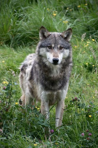 Northwestern Wolf, Mask Reference, Cursed Animals, Wolf Stuff, Timber Wolf, Grey Wolf, Whitetail Deer, Wolves, Art References