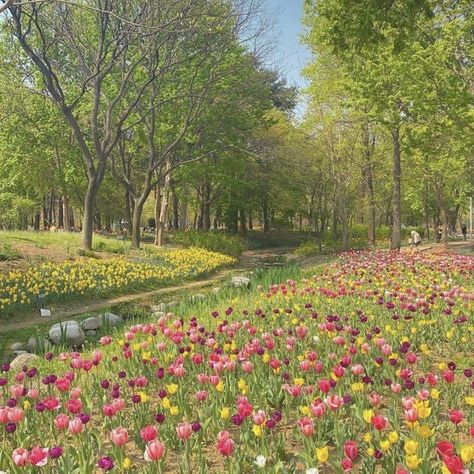 cottagecore aesthetic garden scenery travel floral picnic friends Korean Garden Aesthetic, Field Of Flowers Photography, Picnic Landscape, Picnic Field, Flower Field Aesthetic, Korean Landscape, Spring Flower Field, Spring Landscape Photography, Korean Garden