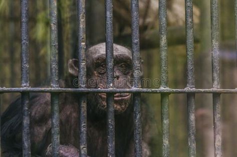 Monkey in a cage at the zoo. Monkey in a cage at the zoo stock image Monkey Cage, Abstract Face, The Zoo, Stock Images, Stock Photos