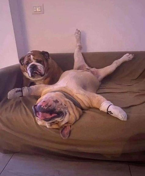 Bulldog Meme, English Bulldog Funny, Cute Bulldog Puppies, Bulldog Pics, Bulldog Francese, Bulldog Funny, Cute Bulldogs, English Bulldog Puppies, Bulldog Lover