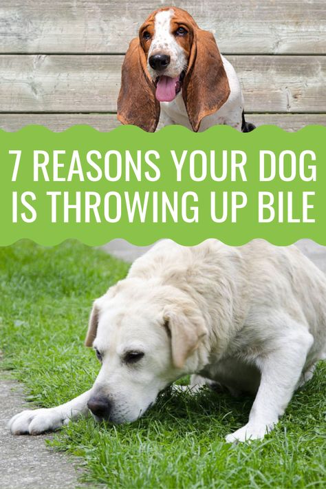 Throwing up bile in #dogs is not such an uncommon thing to happen. But what is causing it? Should you do something about it or not? Discover all you need to know in the article.  #doghealth #dog What To Feed Dogs, Charlie Ray, Dog Throwing Up, Dog Medicine, Stop Dog Barking, Vet Medicine, Dog Advice, Dog Games, Dog Training Advice