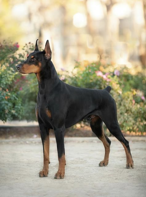 American Doberman Pinscher, American Doberman, Animal Reference Photos, Animal Concept, European Doberman, Doberman Dog, Livestock Guardian, Working Dog, Animal Reference