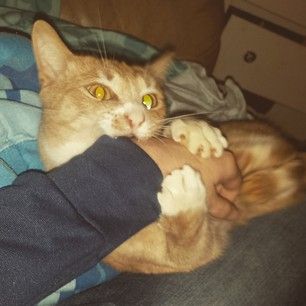 Cat Bites Hand, Cat Reaction, Cat Biting, Cat Tat, Reaction Pics, Cat Stuff, Anger Management, Reaction Pictures, Anger