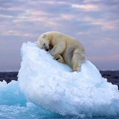 Travel Earth on Instagram: “Nap time! #aroundtheworldpix Photography by: Nima Sarikhani via @animalmedley” Polar Bear Images, Ethiopian Wolf, Urs Polar, Happy Turtle, Turtle Pond, Sea Ice, Wildlife Photographer, Photo Awards, Photography Competitions