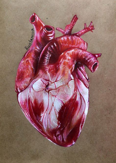 Heart by Rustamova on @DeviantArt Take Care Of Your Heart, Anatomical Heart Art, Prismacolor Art, Heart Anatomy, Heart Drawing, Medical Art, Heart Painting, Human Heart, Arte Sketchbook