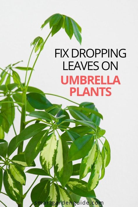 Dropping leaves on umbrella plants is one of the most common challenges with umbrella plant care. Keep your plant looking great with this article. I'll show you how to tell why your umbrella plant is losing leaves, help you to fix the problem, and prevent it from happening again. Umbrella Plant Care, Umbrella Plant, Snake Plant Care, Umbrella Tree, Plant Care Houseplant, Plant Problems, Smart Garden, Indoor Plant Care, Garden Guide