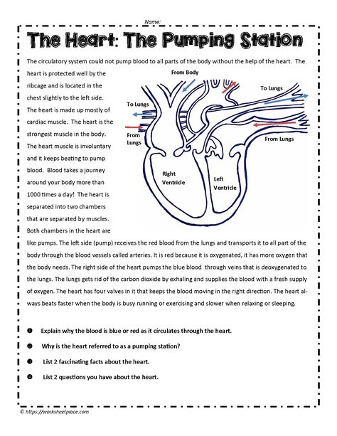 Human Heart Notes Class 10, Human Body Systems Notes, Body Systems Notes, Teaching Body Systems, Body Systems Activities, Medical Interpreter, Heart System, Home Learning Activities, Body Systems Worksheets