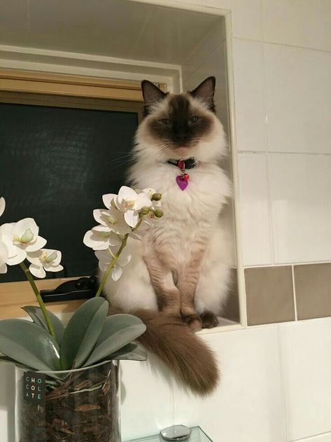 Chocolate Point Ragdoll, Cat Litter Boxes, Birman Cat, Ragdoll Cats, Beautiful Chocolate, Ragdoll Kitten, Funny Animal Photos, Great Cat, Ragdoll Cat