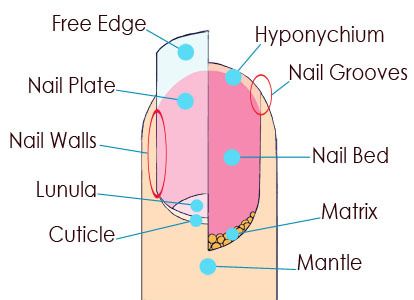 Cosmetology State Board, Nail Anatomy, Nail Tech School, Smart Nails, Emerald Nails, Opal Nails, Cosmetology Student, Squoval Nails, Nail Salon Design