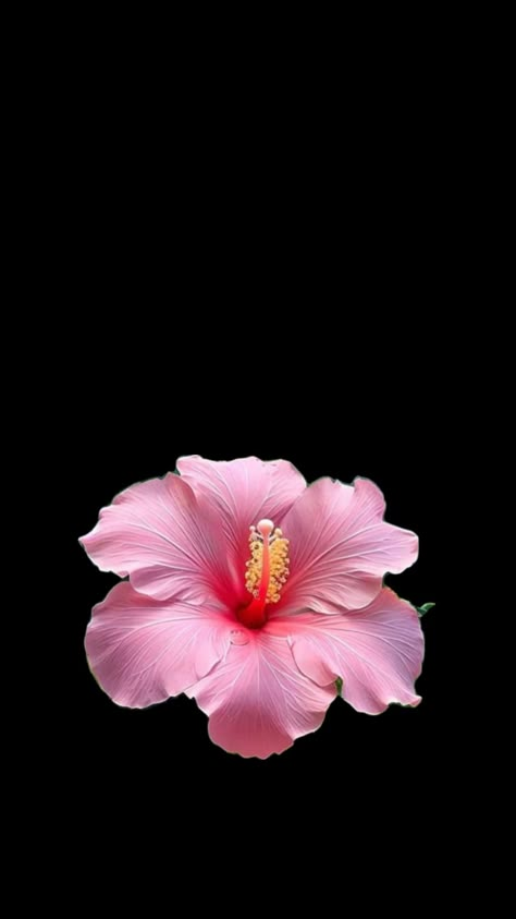 Pink Kisses Wallpaper, Flower Lockscreen, Pink Wallpaper Ipad, Flowers Black Background, Pretty Wallpaper Ipad, Flower Background Iphone, Blue Butterfly Wallpaper, Pink Flowers Wallpaper, Phone Wallpaper Pink