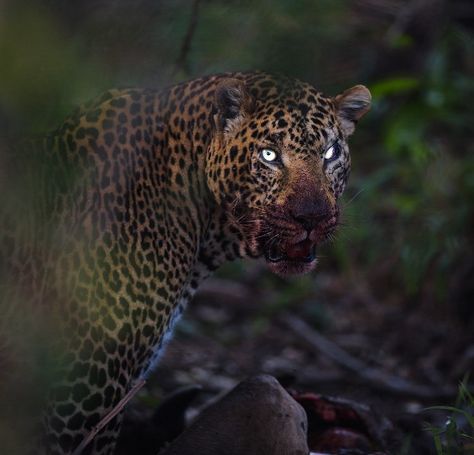 Leopard Woman, Predator Animal, Prey Animals, Amazing Animal Pictures, Wild Animals Pictures, Animal Study, Types Of Animals, Pretty Animals, The Leopard