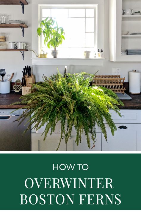 Planting Boston Ferns In The Ground, Fern Living Room, Ferns In Living Room, Overwintering Boston Ferns, Ferns Indoors Living Rooms, Saving Ferns Over Winter, Over Wintering Boston Ferns, Indoor Fern Decor, How To Overwinter Ferns