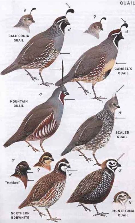 Quail Family, Upland Bird Hunting, Raising Quail, American Birds, Quail Hunting, Upland Hunting, Quails, Bird Hunting, Game Birds