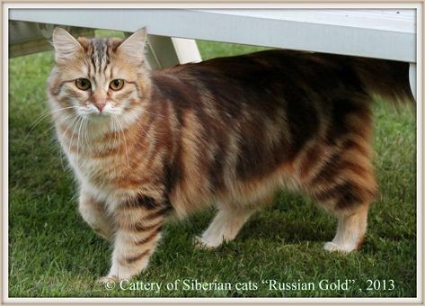 Siberian cats Russian Gold female Siberian Cat Kitten, Siberian Cats, Siberian Cat, Calico Cat, Business Motivation, Cats And Kittens, Diy Ideas, Cat Lovers, Kittens