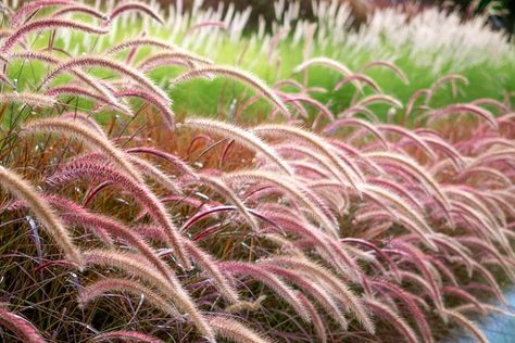 Pennisetum setaceum 'Rubrum' (Purple Fountain Grass) Red Fountain Grass, Pennisetum Alopecuroides Hameln, Pennisetum Setaceum, Prairie Planting, Perennial Grasses, Fountain Grass, Grasses Landscaping, Asian Garden, Coastal Gardens