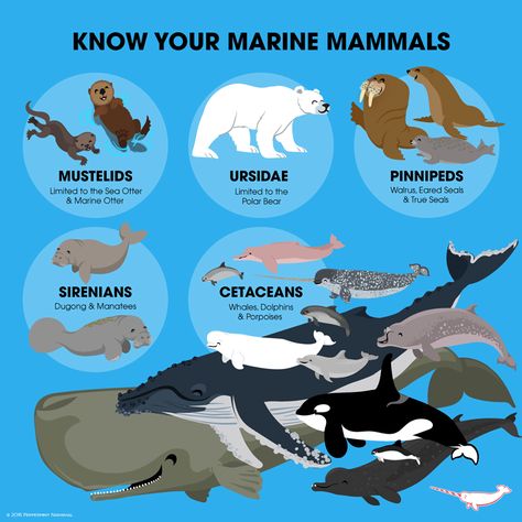 KNOW YOUR MARINE MAMMALS. There are five types of Marine Mammals. Endangered Species Activities, Mega Fauna, Peppermint Narwhal, Ocean Facts, Science Posters, Whale Species, Wildlife Facts, Animals Information, Sea Mammal