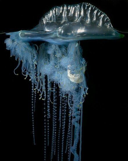 Portuguese Man of War #marinelife #animallife #physalia #jelly #sealife #plankton #pleuston #gelatinousplankton #portugusemanowar #cnidarian #hydrozoan #marinebiology Jellyfish, Work On, Floating, Water