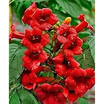 Red Hummingbird, Morning Glory Vine, Hummingbird Plants, Trumpet Vine, Rare Seeds, Hummingbird Garden, Climbing Vines, Starter Plants, How To Attract Hummingbirds