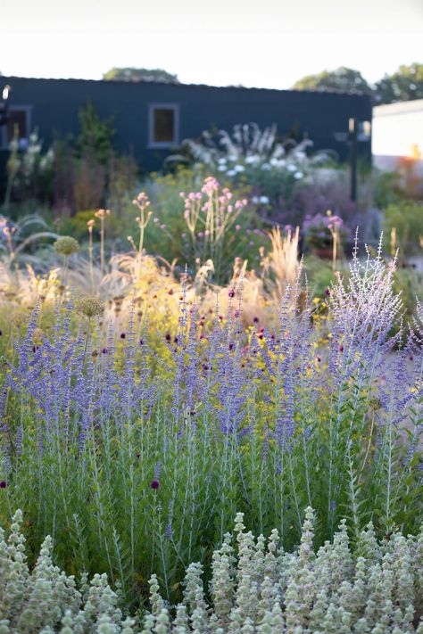 Perovskia Atriplicifolia 'blue Spire', Beth Chatto Dry Garden, Beth Chatto Garden, Perovskia Atriplicifolia, Perovskia Blue Spire, Small Garden Office, Gravel Gardens, Mediterranean Gardens, Scandinavian Garden