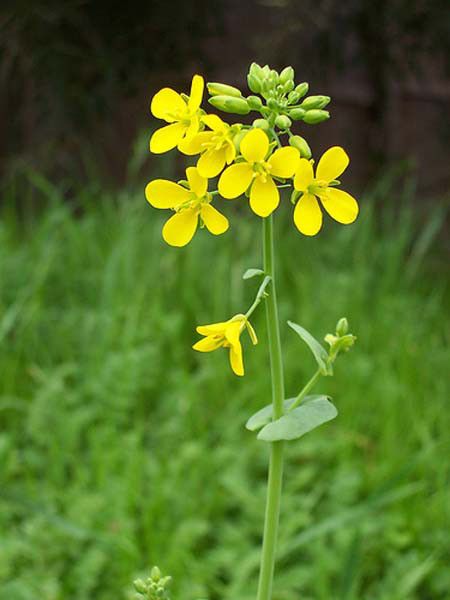 Mustard Seed Flower, Mustard Seed Plant, Bible Flowers, Yellow Flower Photos, Mustard Plant, Yellow Mustard Seeds, Herb Garden In Kitchen, Mustard Flowers, Beautiful Leaves