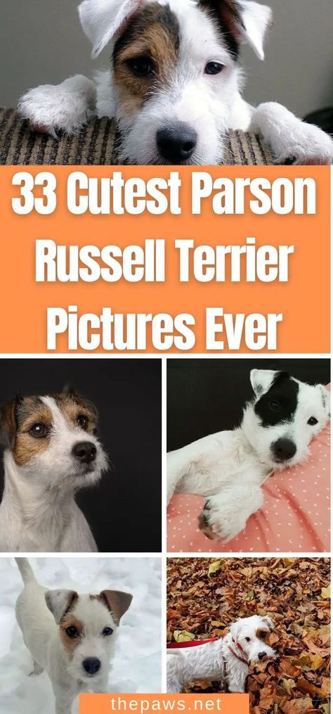 Russell Terrier Dog, Parsons Russell Terrier, Parson Russell Terrier Puppy, Parson Russell Terriers, Jack Russell Terrier Funny, Parson Terrier, Parsons Terrier, Jack Terrier, Parson Jack Russell