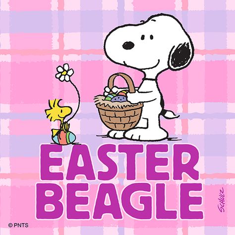 Snoopy Watch, Easter Beagle, Snoopy Easter, Snoopy Comics, Simons Cat, Winter Kindergarten, Happy Gif, Snoopy Quotes, The Peanuts