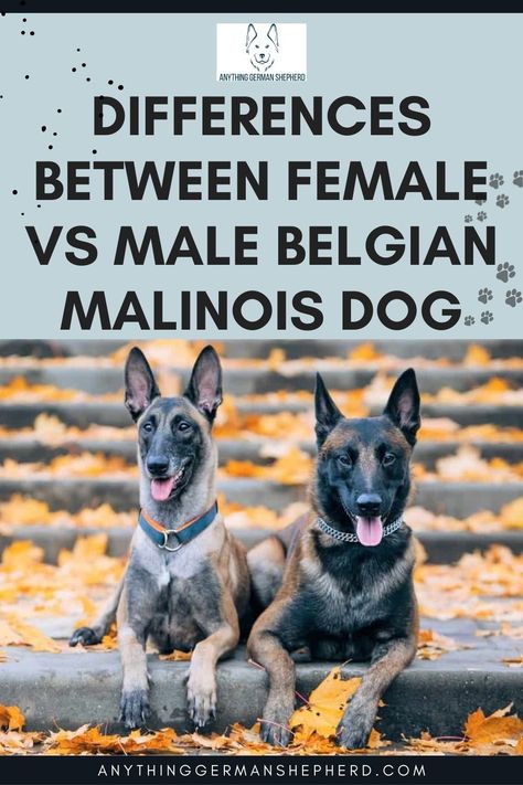 Female Belgian Malinois, Belgian Malinois Puppies Training, Belgium Malinois Training, Female Malinois, Belgian Malinois Funny, Belgian Malinois Training, Black Belgian Malinois, Malinois Puppies For Sale, Dog Gender