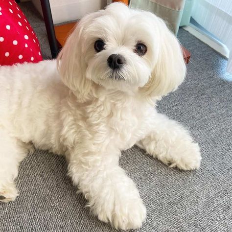 Male Maltese Haircut, Male Maltese Haircut Hairstyles, Maltese Puppies For Sale Near Me, Maltese Dogs Haircuts Teddy Bears, Maltese Haircut Teddy Bear, Maltese Haircut Hairstyles, Malshi Dogs, Korean Maltese, White Maltipoo