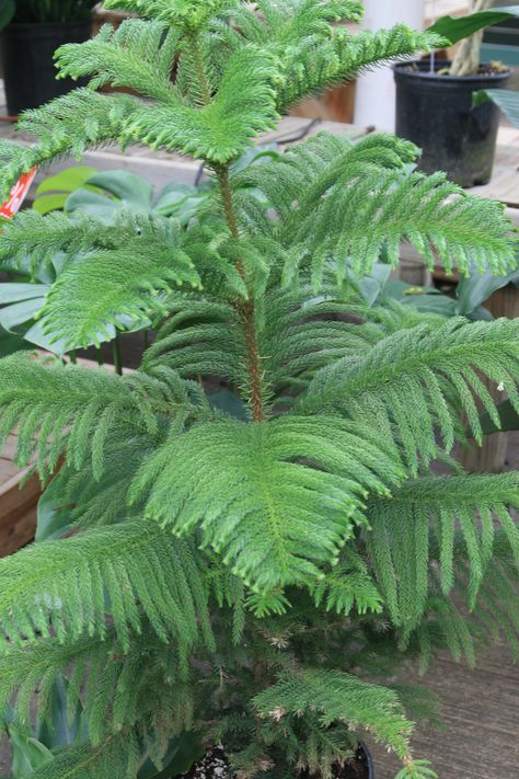 Norfolk Pine Care, Prehistoric Garden, Home Decorations Ideas, Plants Living Room, Norfolk Island Pine, Home Flower Decor, Indoor Plant Wall, Live Christmas Trees, Inside Garden