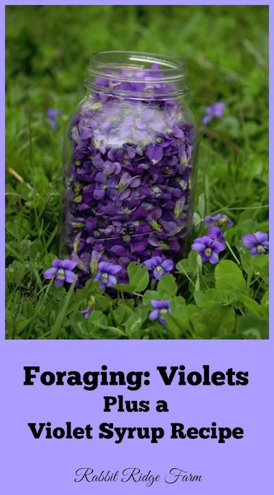 Violet Syrup, Edible Flowers Recipes, Wild Foraging, Wild Food Foraging, Food Foraging, Foraging Recipes, Edible Wild Plants, Foraged Food, Herbal Recipes